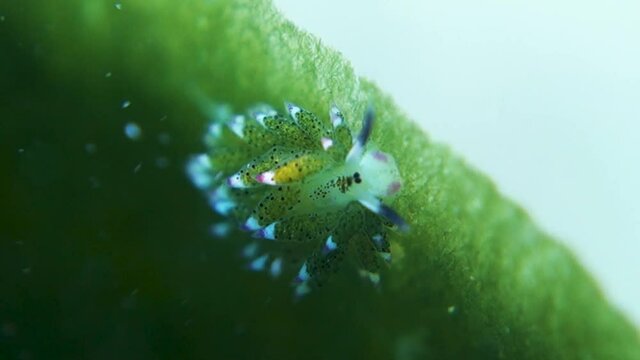 Shaun the Sheep Nudibranch Grazes Algae on Leaf in Turbulent Ocean Water