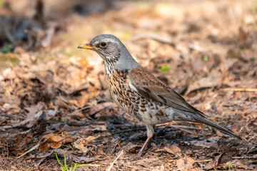 Fieldfare, Turdus pilaris, on a sprng lawn.