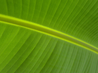 Close-up Banana Tree Wallpaper Hd 4K