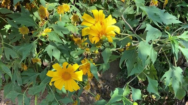 Mexican sunflowers blooming on the hill in the nature, Tree marigold, Mexican tournesol blossom in the winter