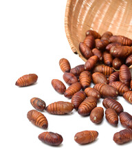 chrysalis silkworm and silk worm cocoon