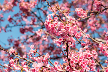 Pink sakura flower, Cherry blossom, Himalayan cherry blossom closeup background in Thailand.