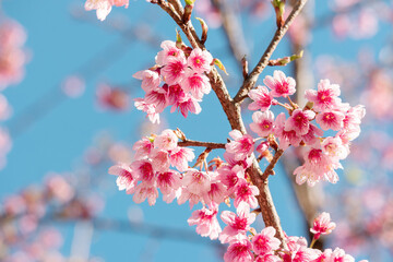 Pink sakura flower, Cherry blossom, Himalayan cherry blossom closeup background in Thailand.