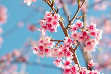 Fotobehang Pink sakura flower, Cherry blossom, Himalayan cherry blossom closeup background in Thailand. © winning7799