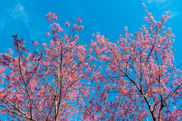 Pink sakura flower, Cherry blossom, Himalayan cherry blossom closeup background in Thailand.