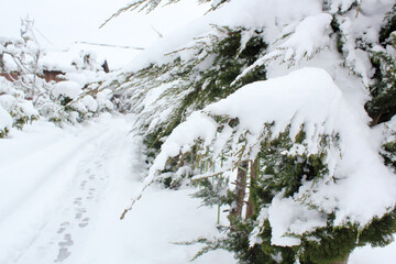 木の枝に積もった重そうな雪