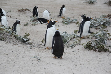 Gentoo Penguins, Volunteer Point, East Falkland.