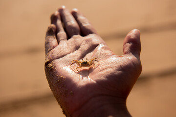 Cangrejo sobre una mano