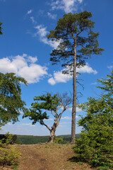 Ein großer und ein kleiner Baum am ende des Weges. Sie bilden das Ziel an einem der schönsten Aussichtpunkte am Altmühltal Panoramerweg