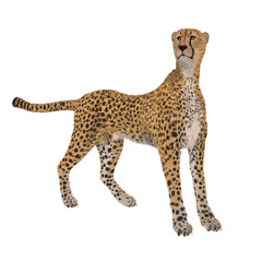 3d render of a cheetah