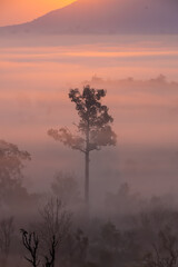 Mountain and fog mist with trees during Sunrise in Asia
