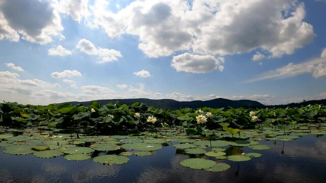 Flowering of Water Lilies on Lake Corgeno  