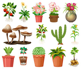 Set of different plants in pots isolated on white background