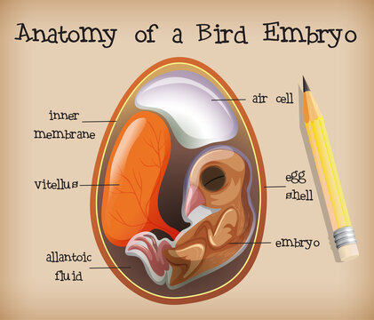 Anatomy of a Bird Embryo
