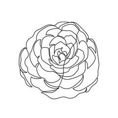 linear silhouette flower. Botanic decoration vector element. Graphic sketch. One line. 