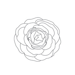 linear silhouette flower. Botanic decoration vector element. Graphic sketch. One line. 