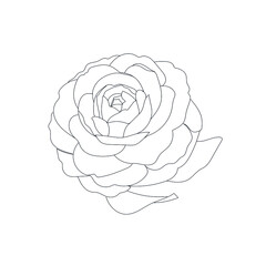 linear silhouette flower. Botanic decoration vector element. Graphic sketch. One line. 