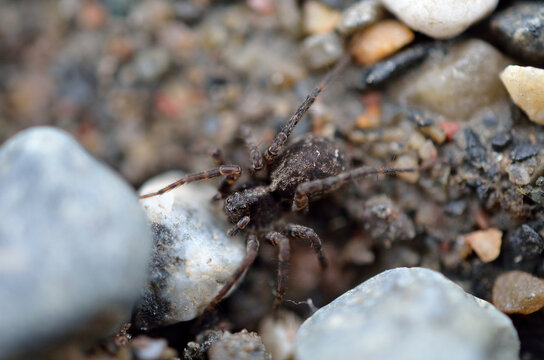 big spider on rocky ground in summer macro photo