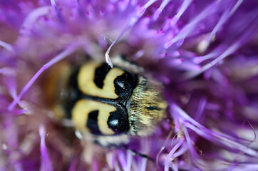 bumblebee pollinating purple thistle flower in summer macro photo