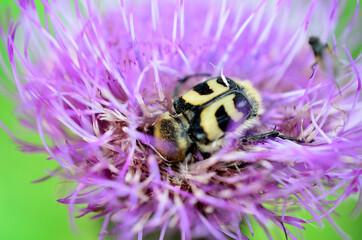 bumblebee pollinating purple thistle flower in summer macro photo