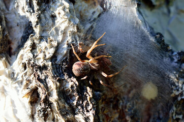spider mother protecting eggs behind spider silk on tree surface in summer macri photo