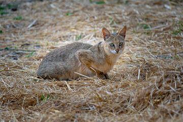 Naklejka premium Jungle Cat. Tadoba Andhari Tiger Reserve.