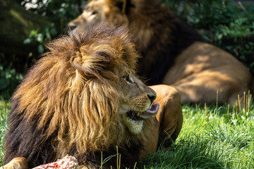 The lion, Panthera leo is one of the four big cats in the genus Panthera