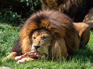 The lion, Panthera leo is one of the four big cats in the genus Panthera