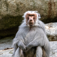 The hamadryas baboon, Papio hamadryas is a species of baboon