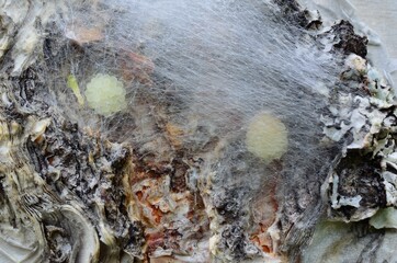 spider egg cluster behind silk web on a tree