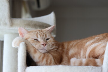 疲れた表情で寝ている猫アメリカンショートヘアレッドタビー
A cat sleeping with a tired look.