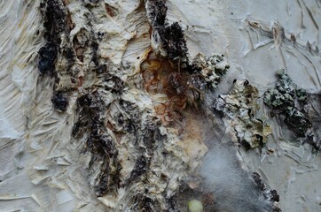 female spider guarding her eggs on a tree behind silk web