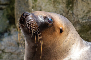 Obraz premium The South American sea lion, Otaria flavescens in the zoo