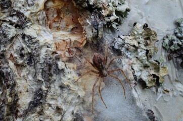female spider guarding her eggs on a tree behind silk web