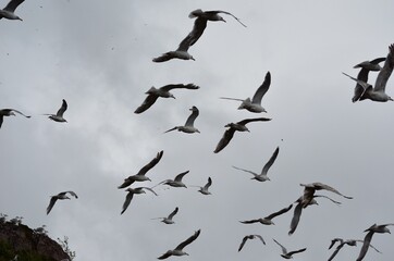 huge seagull flock taking flight on a bird mountain on the island of Senja, Norway, during mating season