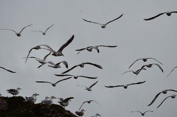 huge seagull flock taking flight on a bird mountain on the island of Senja, Norway, during mating season