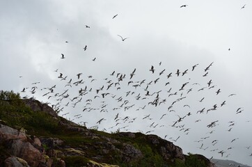 huge seagull flock taking flight on a bird mountain on the island of Senja, Norway, during mating season