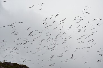 huge seagull flock taking flight on a bird mountain on the island of Senja, Norway, during mating season