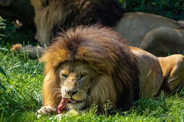 The lion, Panthera leo is one of the four big cats in the genus Panthera