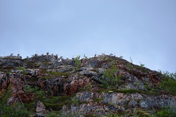 seagull birds on a rock