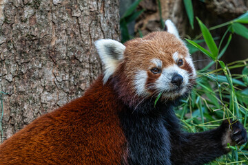 The red panda, Ailurus fulgens, also called the lesser panda.