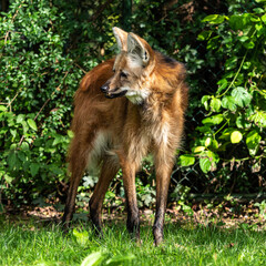 The Maned Wolf, Chrysocyon brachyurus is the largest canid of South America