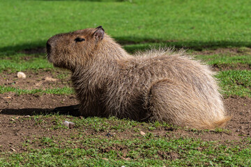 Capybara, Hydrochoerus hydrochaeris grazing on fresh green grass