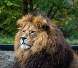 Fototapeta na wymiar The lion, Panthera leo is one of the four big cats in the genus Panthera