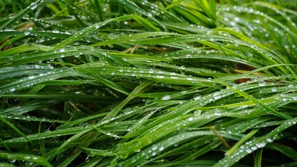Grashalme mit Tautropfen