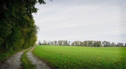 Landstraße mit Feld und Baumreihe