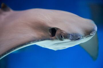 Naklejka premium cownose ray swimming in the water, fish underwater in the aquarium