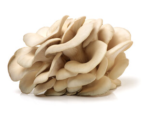 oyster mushroom on white background