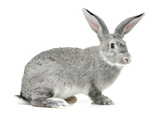 gray rabbit isolated on white