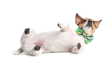 Naklejka na ściany i meble Cute dog with green bowtie on white background. St. Patrick's Day celebration